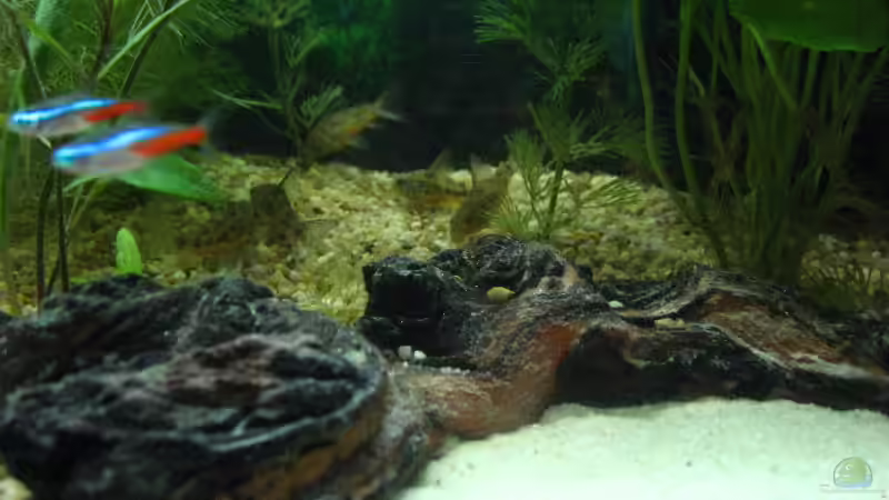 Besatz im Aquarium Becken 6933 von Doris77 (8)