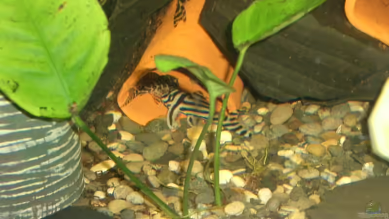 Besatz im Aquarium Becken 694 von Gregor Spiller (3)