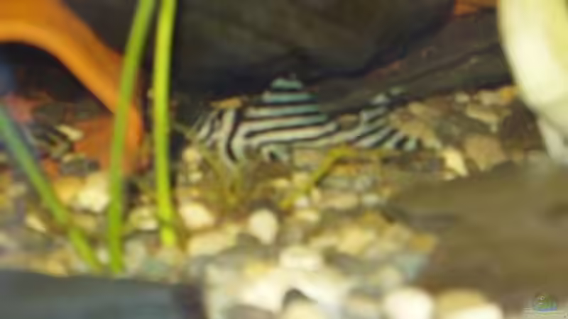 Besatz im Aquarium Becken 694 von Gregor Spiller (4)