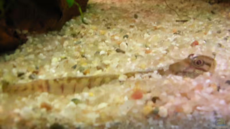 Besatz im Aquarium Becken 6941 von Susann Czaika (13)