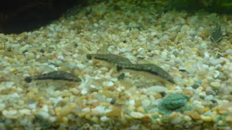 Besatz im Aquarium Becken 6951 von Marko Petrovic (10)