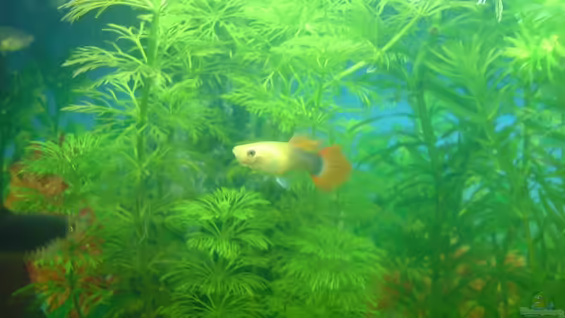 Besatz im Aquarium Becken 6951 von Marko Petrovic (11)