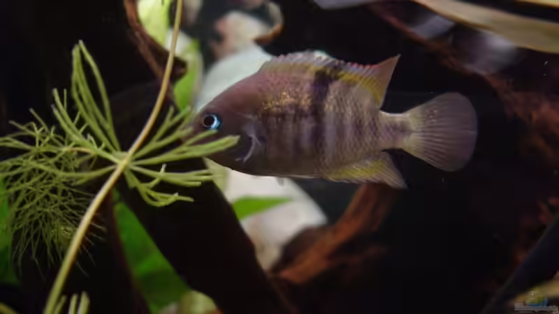 Besatz im Aquarium Becken 6958 von Sören Paul (2)