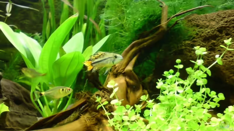 Besatz im Aquarium Becken 6960 von Rico (25)