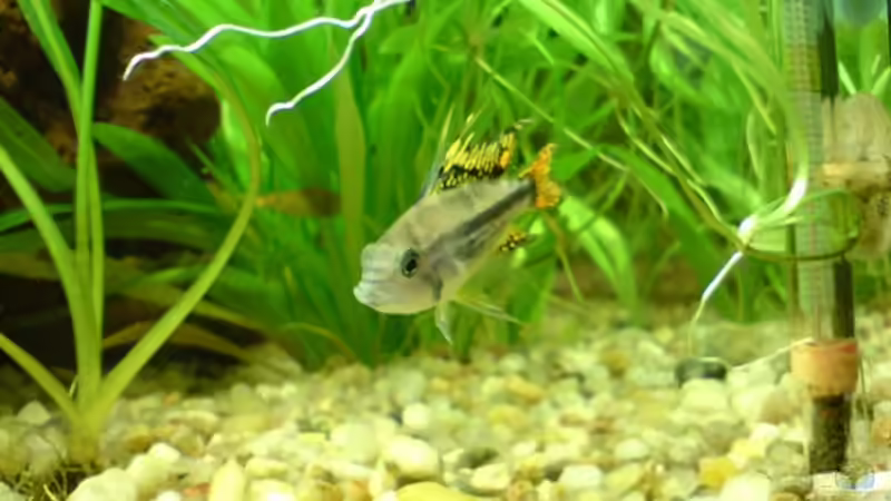 Besatz im Aquarium Becken 6960 von Rico (29)