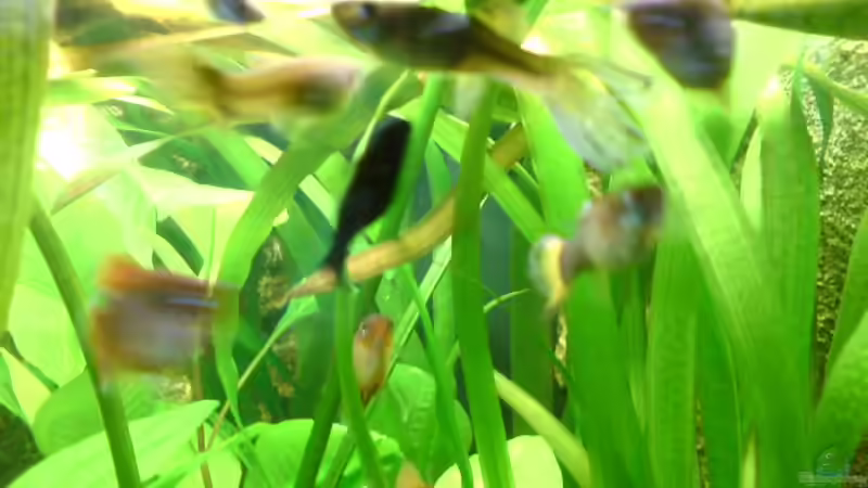 Besatz im Aquarium Becken 6962 von Sebastian Jänsch (16)