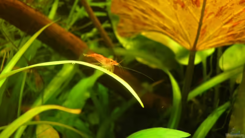 Besatz im Aquarium Becken 6963 von Stinnes (15)