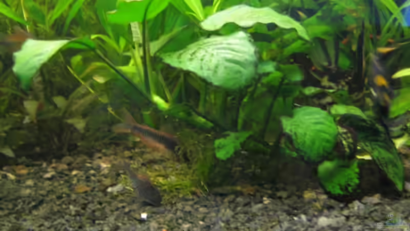 Besatz im Aquarium Becken 6965 von Torsten (9)