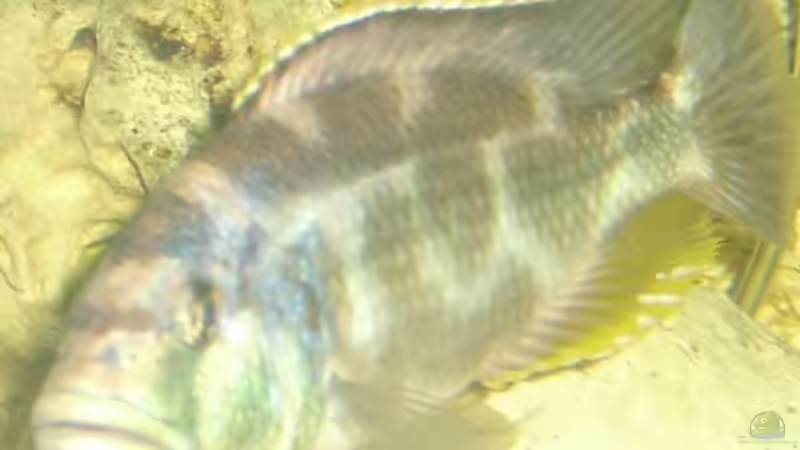 Besatz im Aquarium Becken 697 von Bettina Reinschlüssel (4)