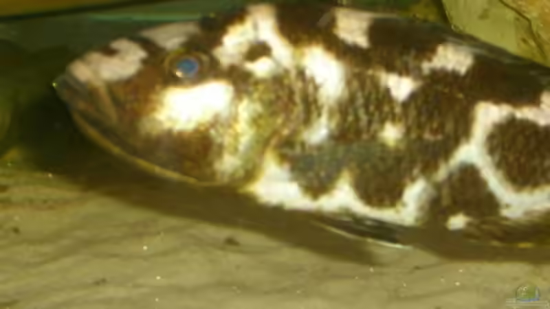 Besatz im Aquarium Becken 697 von Bettina Reinschlüssel (5)