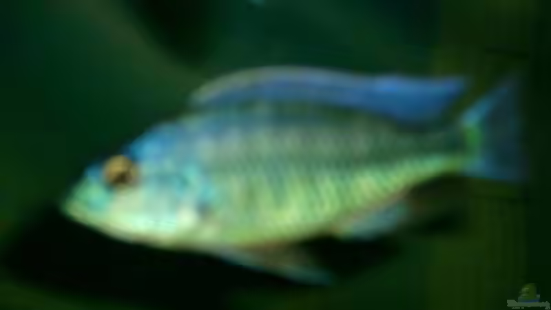 Besatz im Aquarium Becken 697 von Bettina Reinschlüssel (6)