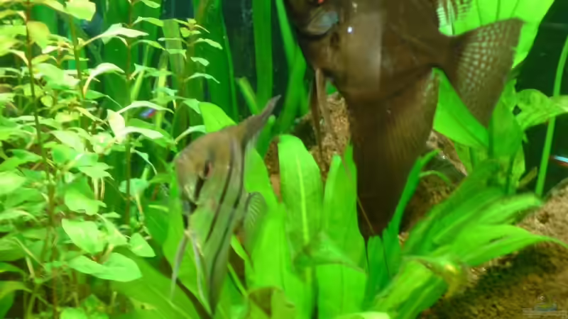 Besatz im Aquarium Becken 6979 von Marcel Beilfuss (7)