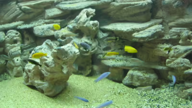 Besatz im Aquarium Becken 699 von Marc Schaeffer (3)