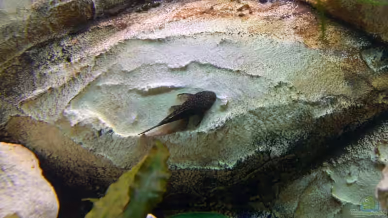 Besatz im Aquarium Becken 7007 von hundetatwaffe (9)