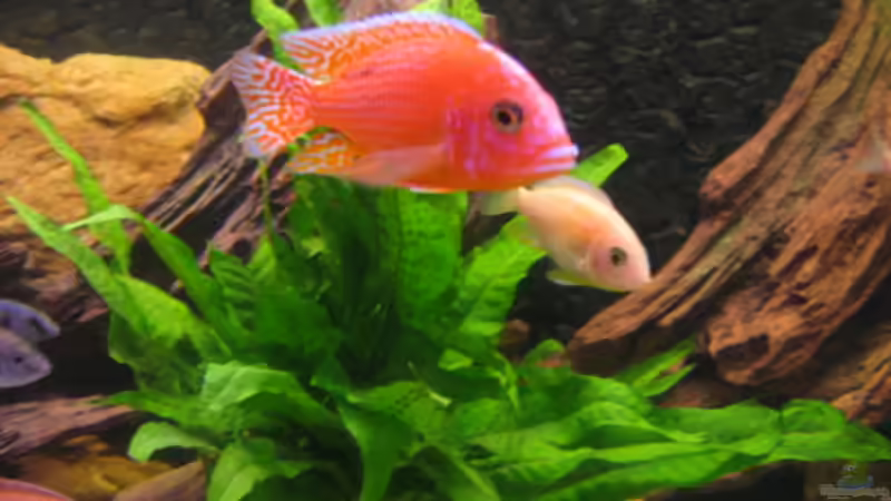 Besatz im Aquarium Becken 702 von Vicky Gröbl (20)