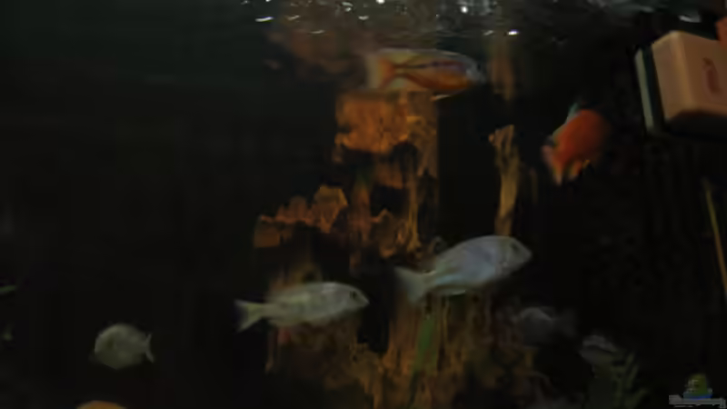 Besatz im Aquarium Becken 702 von Vicky Gröbl (32)