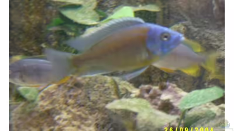 Besatz im Aquarium Becken 703 von Philipp Schmid (5)