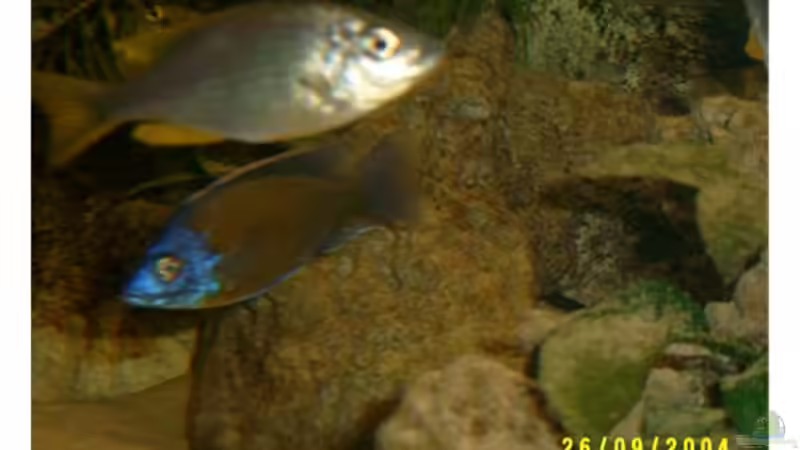 Besatz im Aquarium Becken 703 von Philipp Schmid (6)