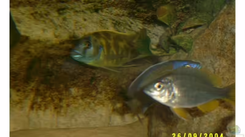 Besatz im Aquarium Becken 703 von Philipp Schmid (7)