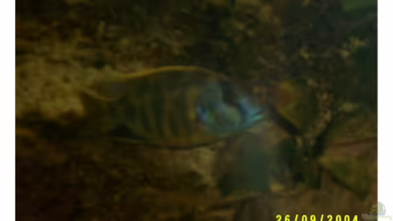 Besatz im Aquarium Becken 703 von Philipp Schmid (8)