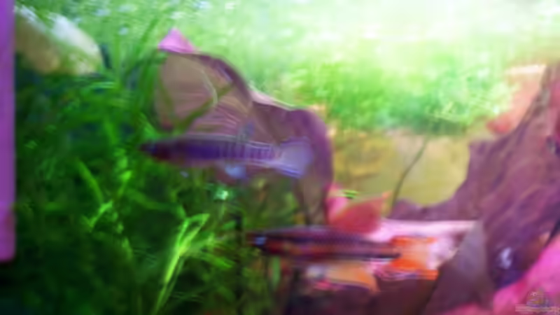 Besatz im Aquarium Becken 7031 von Karin Langhammer (3)