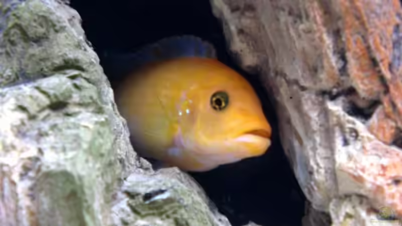 Besatz im Aquarium Becken 7047 von Andreas Hoffmann (7)