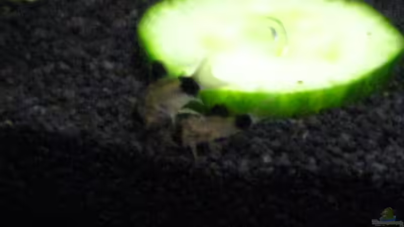 Besatz im Aquarium Becken 7048 von -Marcel- (5)