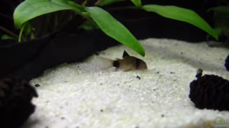 Besatz im Aquarium Becken 7048 von -Marcel- (6)