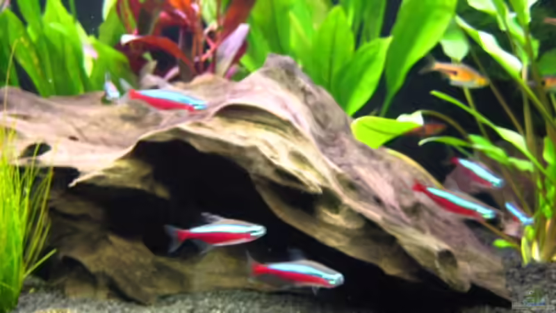 Besatz im Aquarium Becken 7048 von -Marcel- (7)