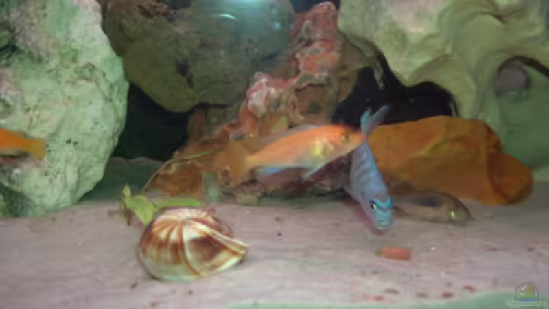 Besatz im Aquarium Becken 7068 von André Hermanns (5)