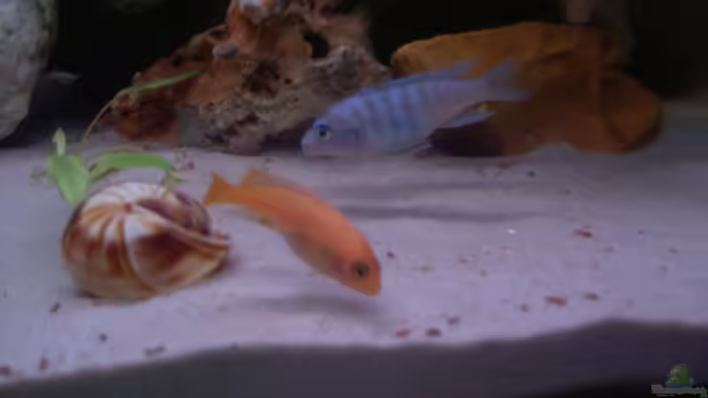 Besatz im Aquarium Becken 7068 von André Hermanns (6)