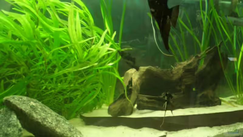 Besatz im Aquarium Becken 7087 von Andre Rose (3)