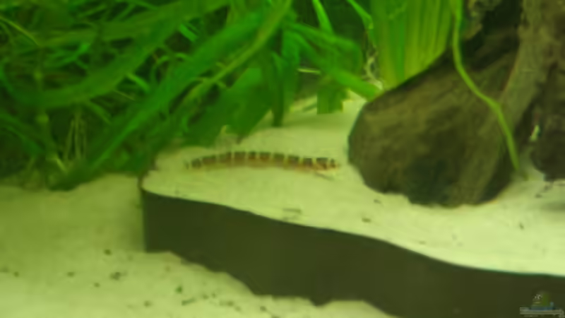 Besatz im Aquarium Becken 7087 von Andre Rose (4)