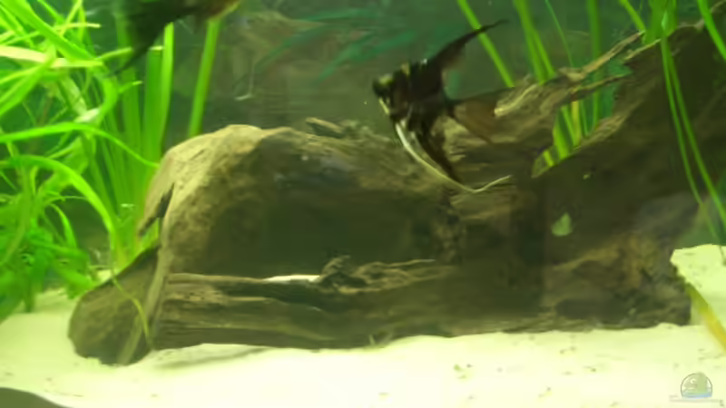 Besatz im Aquarium Becken 7087 von Andre Rose (5)