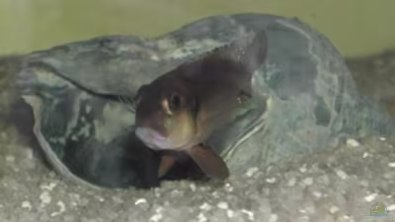 Besatz im Aquarium Becken 709 von Hartmut Lauterbach (4)