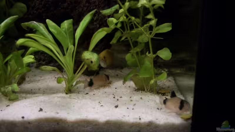 Besatz im Aquarium Becken 7100 von Marco Vasev (10)