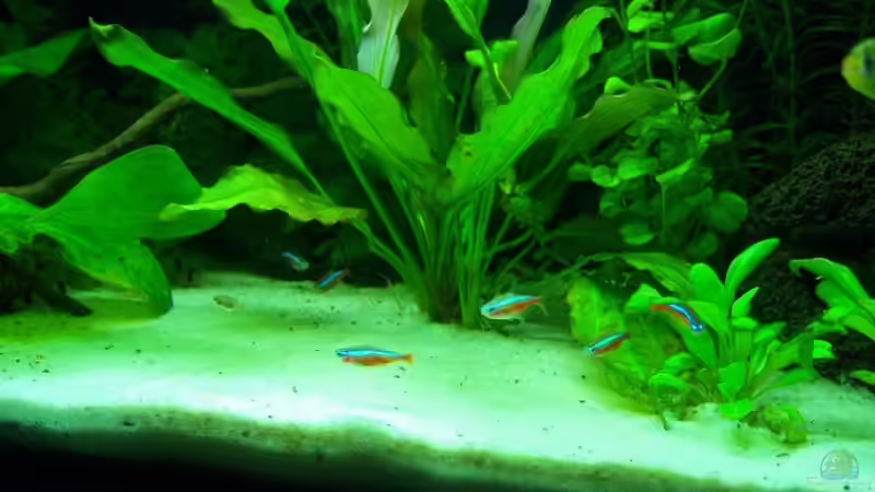 Besatz im Aquarium Becken 7100 von Marco Vasev (11)