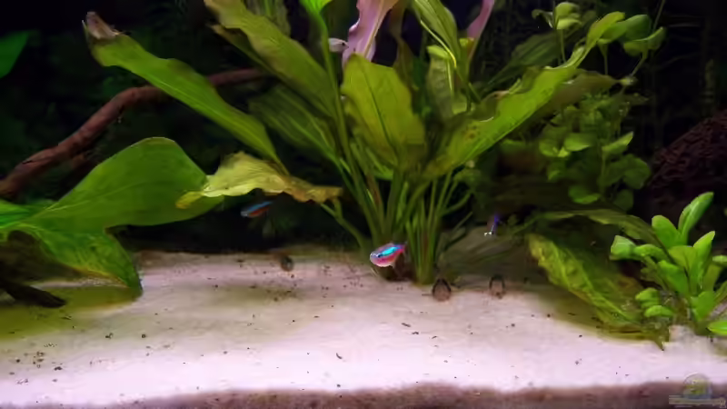 Besatz im Aquarium Becken 7100 von Marco Vasev (12)