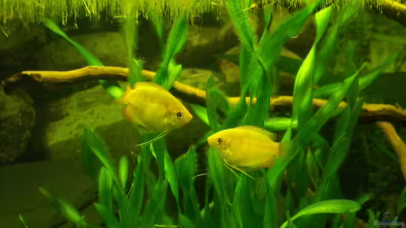 Besatz im Aquarium Becken 7100 von Marco Vasev (8)