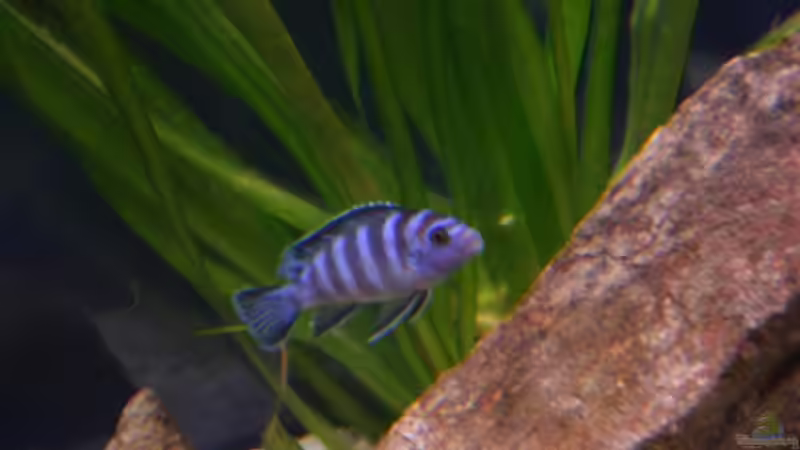 Besatz im Aquarium Becken 7108 von Marco Vasev (18)