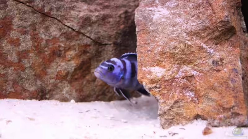 Besatz im Aquarium Becken 7108 von Marco Vasev (19)