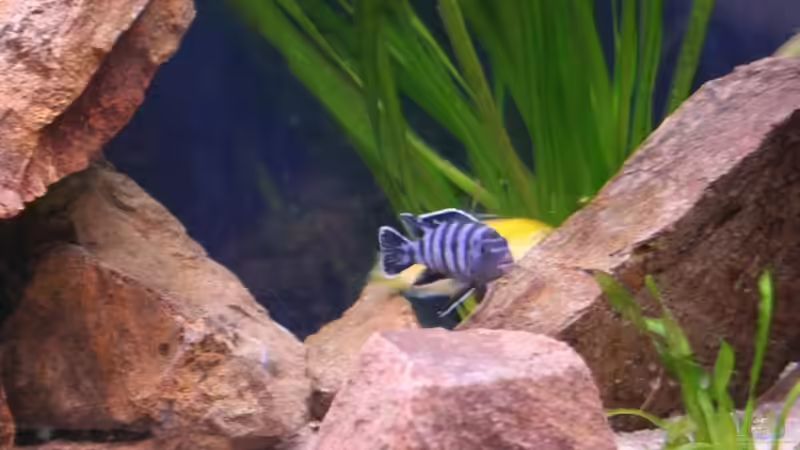 Besatz im Aquarium Becken 7108 von Marco Vasev (20)