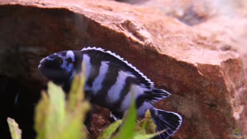 Besatz im Aquarium Becken 7108 von Marco Vasev (21)