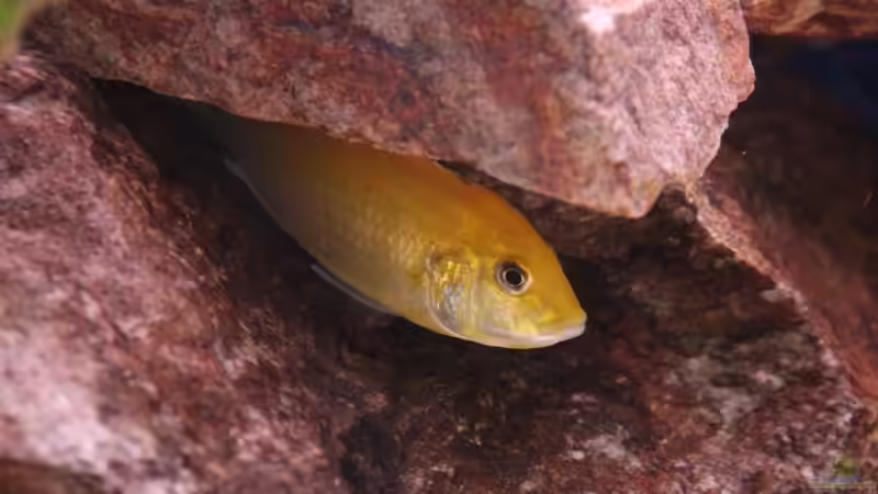Besatz im Aquarium Becken 7108 von Marco Vasev (22)