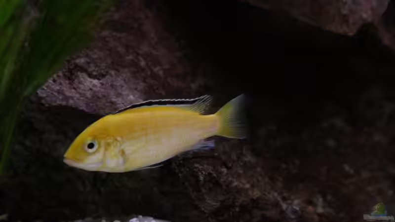 Besatz im Aquarium Becken 7108 von Marco Vasev (23)