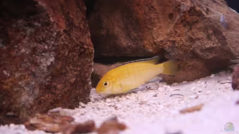 Besatz im Aquarium Becken 7108 von Marco Vasev (24)