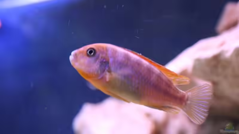 Besatz im Aquarium Becken 7108 von Marco Vasev (25)