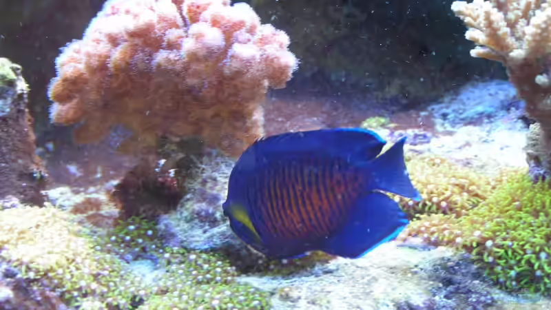 Besatz im Aquarium Becken 7113 von Daniel Schmidt (28)