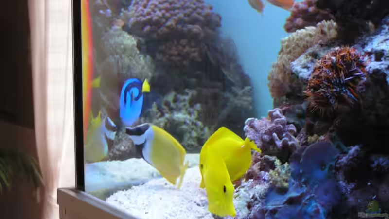 Besatz im Aquarium Becken 7113 von Daniel Schmidt (29)