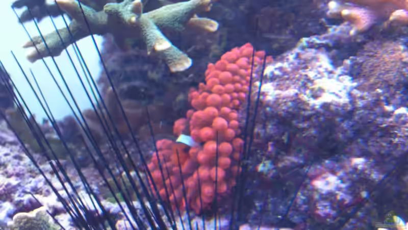 Besatz im Aquarium Becken 7113 von Daniel Schmidt (30)